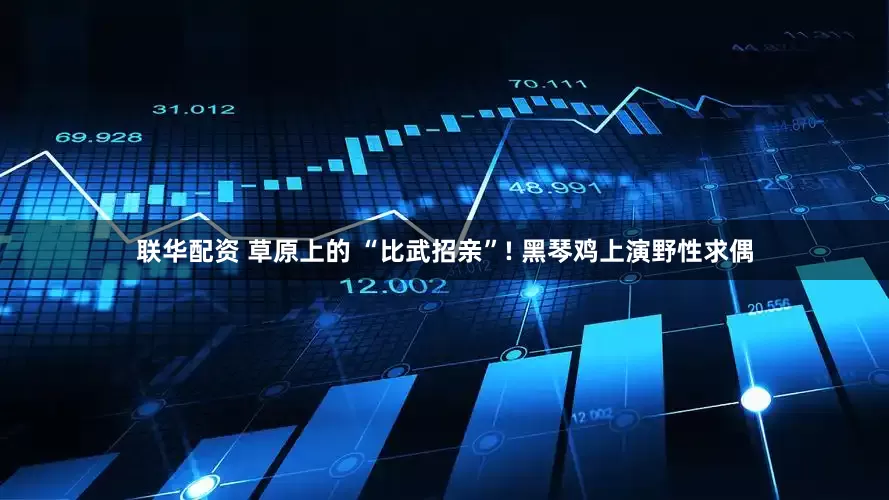 联华配资 草原上的 “比武招亲”! 黑琴鸡上演野性求偶